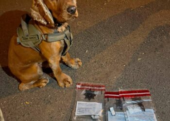 Наркосхованка серед житлових будинків: службові собаки знайшли психотропи студента