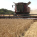 На Донеччині обмолотили понад 65 тисяч гектарів зернових та зернобобових – ОВА