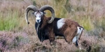 Дослідження ДНК виявляє носія найдавнішої відомої чуми у світі