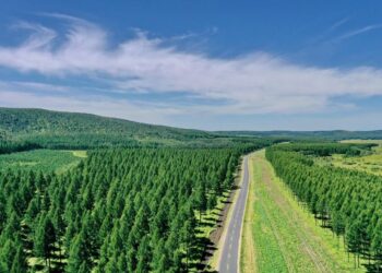 Озеленення Китаю порушило його водний цикл