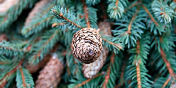 “Не торкатися”: в Києві почали обробляти дерева хімікатами