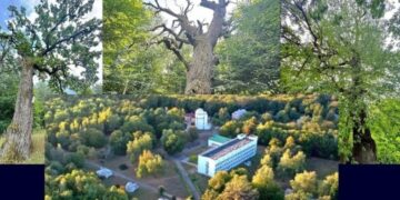 Готелі замість дубів і обсерваторії: у Києві прокуратура йде до суду