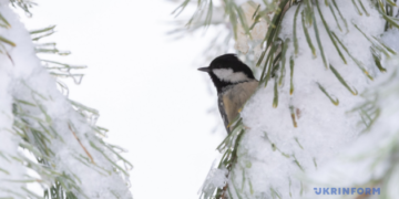 В Україні у середу переважно без опадів, на півночі до -20°