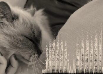 Вчені з’ясували: кожна кішка муркоче по-своєму