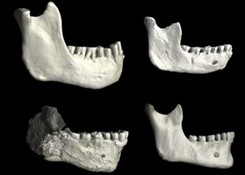 Кістки з Марокко поставили під сумнів еволюційну історію людства 