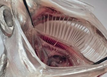 Вчені створили фільтр, який зупиняє 99% мікропластику під час прання