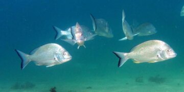 Мікропластик виявили у третині риби біля островів Тихого океану