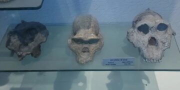 Найраніші представники роду Homo не були схожі на людей