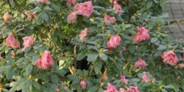 Сотні рослин під загрозою зникнення: у ботсаду Гришка Києва просять про допомогу