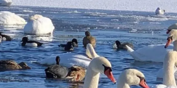 Пташиний переполох і шок у перехожих: у Києві зібрались сотні лебедів і качок, – ФОТО