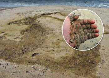 В Чорному морі зафіксували маслянисту плівку після російської атаки на цистерни з олією – ЦПД