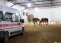 Рятувальна операція на Харківщині: 19 коней евакуйовано з прифронтової зони