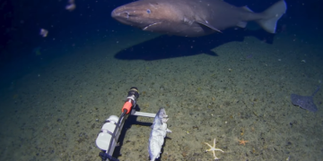 Поблизу Антарктиди вперше помітили акулу