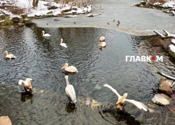 Частину України накриють мокрий сніг і дощ: прогноз погоди на 26 лютого 2026