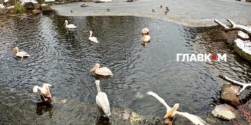 Частину України накриють мокрий сніг і дощ: прогноз погоди на 26 лютого 2026