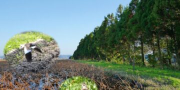 Дослідження показує, що посадка дерев не завжди корисна для птахів