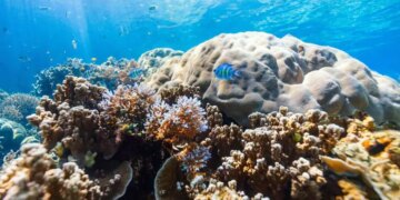 Вчені з’ясували, як корали прикріплюються до рифів