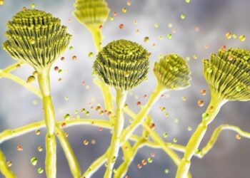 Смертельний грибок, що «поїдає зсередини», стрімко поширюється світом