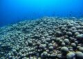 Біля узбережжя Австралії виявлено найбільшу у світі коралову колонію
