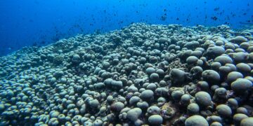 Біля узбережжя Австралії виявлено найбільшу у світі коралову колонію