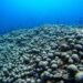 Біля узбережжя Австралії виявлено найбільшу у світі коралову колонію