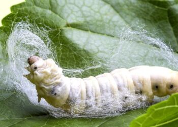 Вчені виявили, що шовкопряди мають генетичний секрет довшого життя