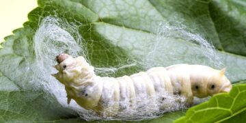 Вчені виявили, що шовкопряди мають генетичний секрет довшого життя
