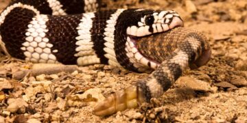 Нове дослідження показало, що канібалізм поширений серед більшості змій