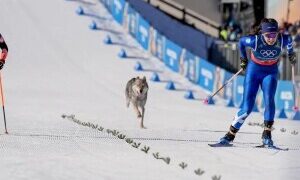 На Олімпіаді в Італії лижниці злякалися собаки, яка вибігла на трасу