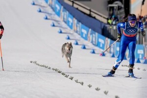 На Олімпіаді в Італії лижниці злякалися собаки, яка вибігла на трасу