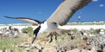 Таємниця могутнього царства Перу виявилася пов’язаною з птахами