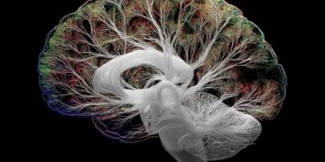 Вчені з’ясували, як мозок діє у ситуаціях невизначеності