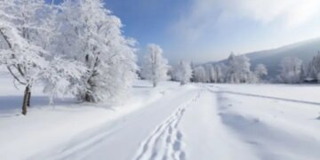 Весна починається під снігом: роль мікробів у відродженні природи