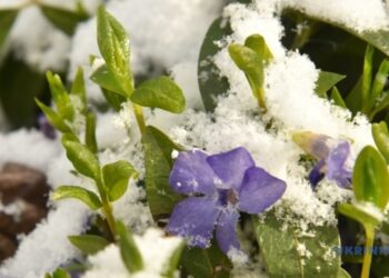 В Україні у середу подекуди дощ і мокрий сніг, вдень до +15°