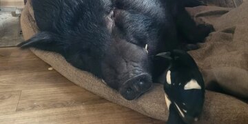 Миє ратички і кусає непроханих гостей. У хаті в буковинки живе 150-кілограмовий кабан