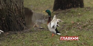 В Україні місцями дощитиме: погода на 17 березня