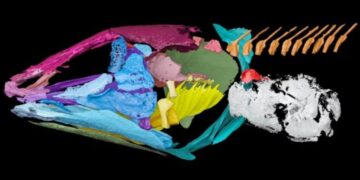 Вчені з’ясували, що стародавні риби могли чути під водою за допомогою легень