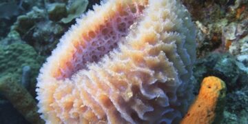 Вчені з’ясували, якими були найдавніші тварини Землі