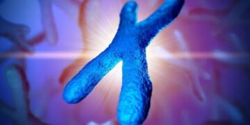 Неандертальці та сучасні люди: як давні міжвидові зв’язки змінили нашу Х-хромосому