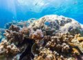 Вчені навчилися оцінювати стан коралових рифів за їхніми звуками