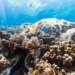 Вчені навчилися оцінювати стан коралових рифів за їхніми звуками
