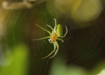 Вчені пояснили чому планета без павуків може стати катастрофою