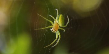 Вчені пояснили чому планета без павуків може стати катастрофою