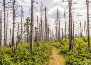 Вчені попереджають, що кліматичні катастрофи дедалі сильніше руйнують ліси