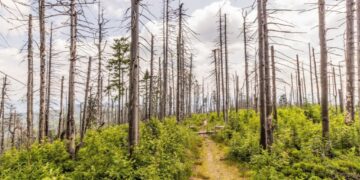 Вчені попереджають, що кліматичні катастрофи дедалі сильніше руйнують ліси