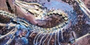 Вчені знайшли викопний організм, який може довести правоту Дарвіна