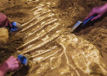 Під час будівництва робітники натрапили на гігантську істоту завдовжки 3 метри