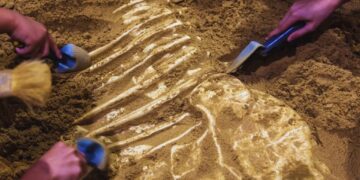 Під час будівництва робітники натрапили на гігантську істоту завдовжки 3 метри