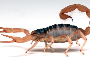 Вчені виявили рідкісну 10-сантиметрову скам’янілість скорпіона