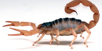 Вчені виявили рідкісну 10-сантиметрову скам’янілість скорпіона